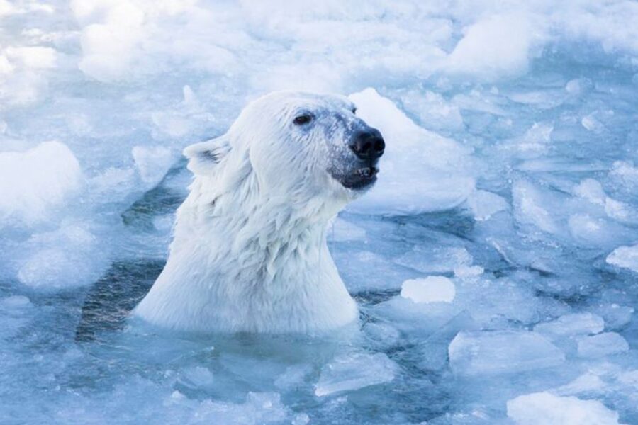 Rovaniemi: Ranua Zoo Entry Ticket w/ Walking Tour and Lunch - Key details before you book