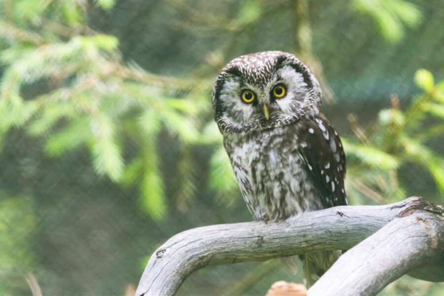Rovaniemi: Ranua Zoo Entry Ticket w/ Walking Tour and Lunch - Who will enjoy this Ranua Zoo trip