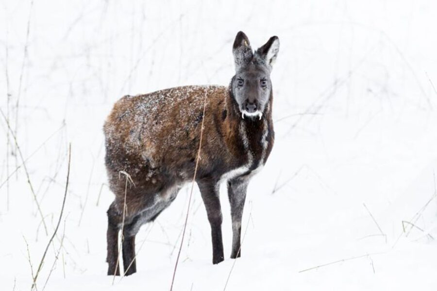 Rovaniemi: Ranua Zoo Entry Ticket w/ Walking Tour and Lunch - What makes the animals worth seeing