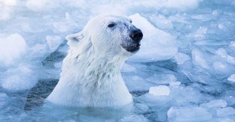 Rovaniemi: Ranua Zoo Entry Ticket w/ Walking Tour and Lunch - A guide-led walk or independent exploring