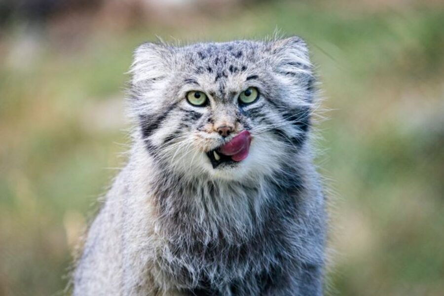 Rovaniemi: Ranua Zoo Entry Ticket w/ Walking Tour and Lunch - Buffet lunch inside the zoo