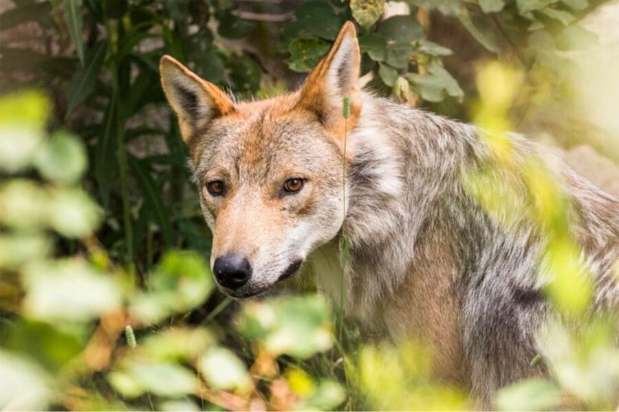 Rovaniemi: Ranua Zoo Entry Ticket w/ Walking Tour and Lunch - The Fazer chocolate stop