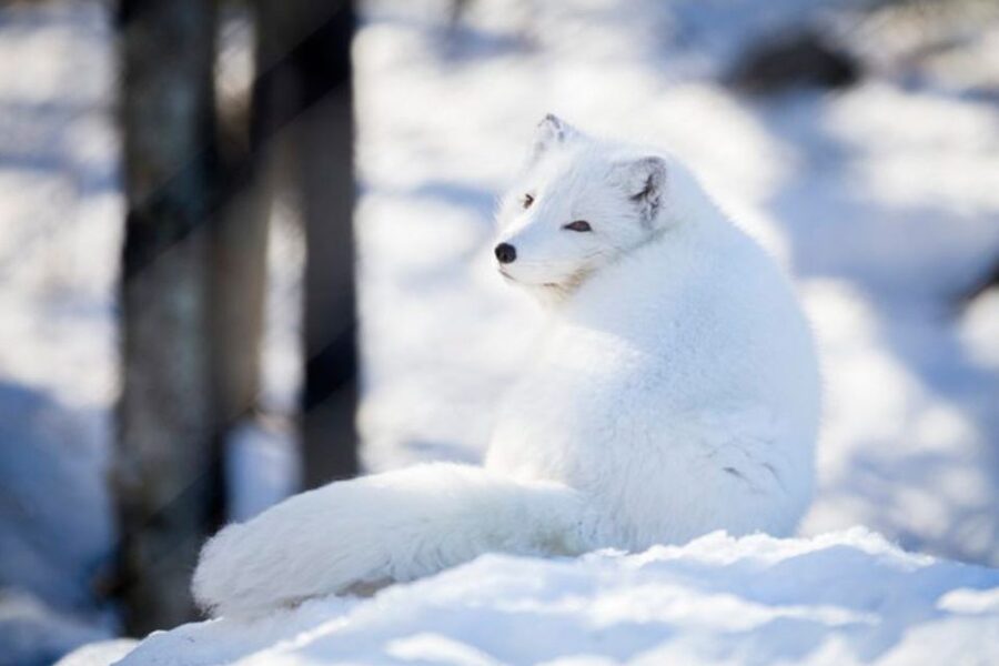 Rovaniemi: Ranua Zoo Entry Ticket w/ Walking Tour and Lunch - How the $146 price measures up