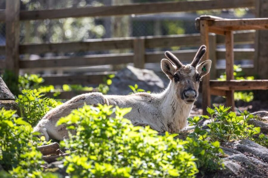 Rovaniemi: Ranua Zoo Entry Ticket w/ Walking Tour and Lunch - Cold-weather comfort and practical limits