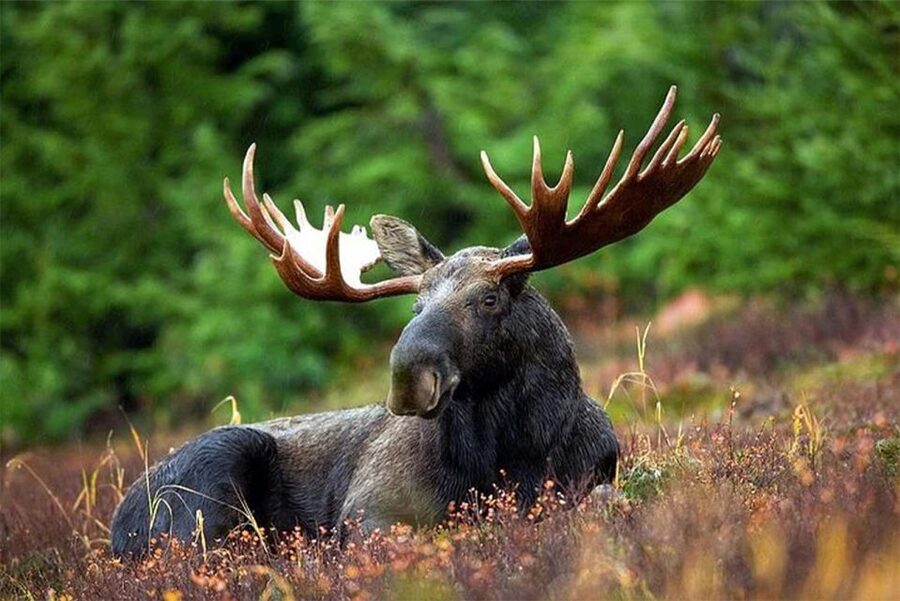 Rovaniemi: Ranua Zoo Entry Ticket with BBQ Picnic - Key points to know before you book