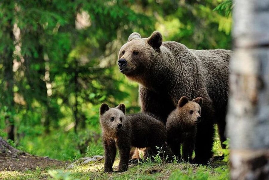 Rovaniemi: Ranua Zoo Entry Ticket with BBQ Picnic - Why Ranua Zoo makes sense from Rovaniemi