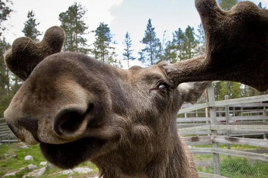 Rovaniemi: Ranua Zoo Entry Ticket with BBQ Picnic - Cold-weather clothing is not optional