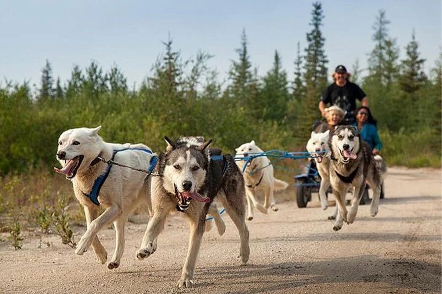 Rovaniemi: Ranua Zoo Entry Ticket with BBQ Picnic - The five-hour outing from hotel pickup to return