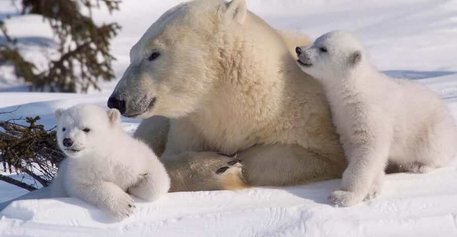 Rovaniemi: Ranua Zoo Visit with Lunch - Key points to know before booking