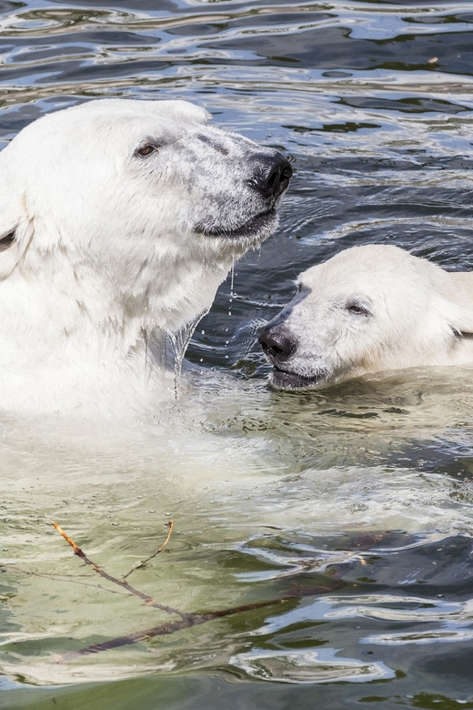 Rovaniemi: Ranua Zoo Visit with Lunch - Meeting polar bears and Arctic wildlife