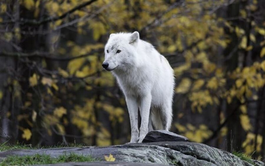 Rovaniemi: Ranua Zoo Visit with Lunch - How the schedule affects your experience