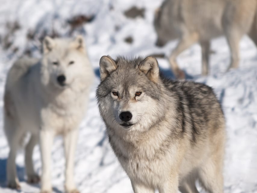 Rovaniemi: Ranua Zoo Visit with Lunch - Should you book the Ranua Zoo tour?