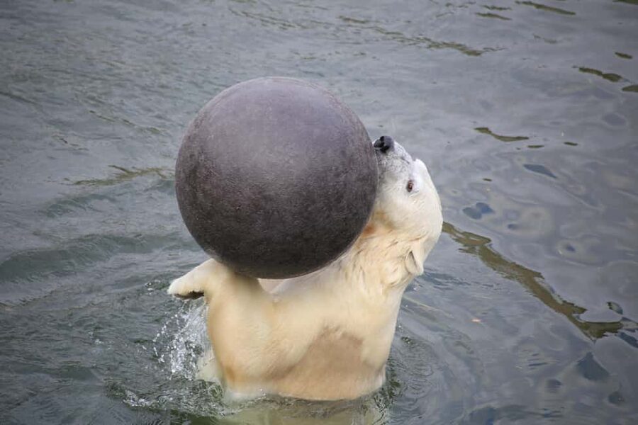 Rovaniemi: Ranua Zoo Wildlife Park Tour with hotel pickup - Key points to know before you book