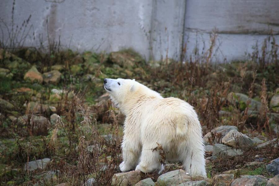Rovaniemi: Ranua Zoo Wildlife Park Tour with hotel pickup - Why Ranua is worth the 50-minute ride