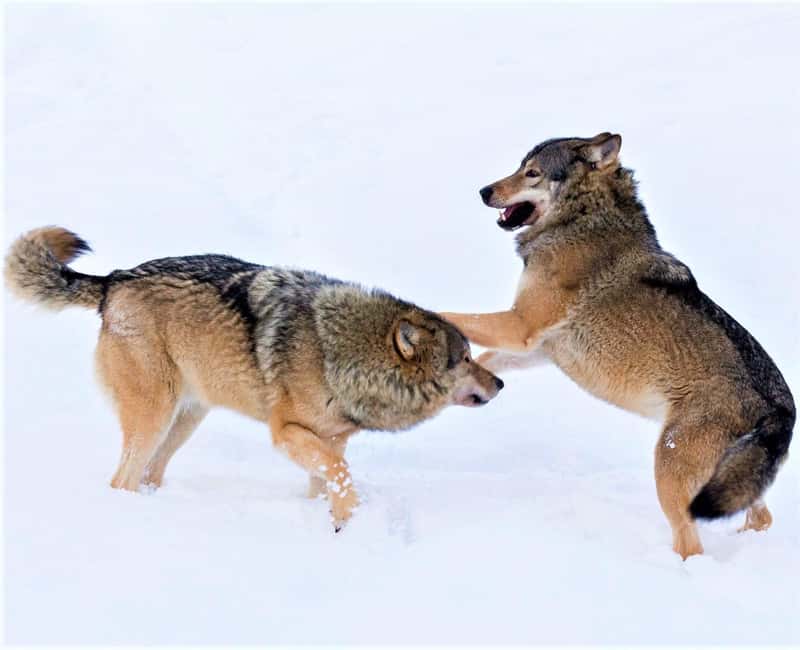 Rovaniemi: Ranua Zoo Wildlife Park Tour with hotel pickup - Getting oriented at Ranua Wildlife Park