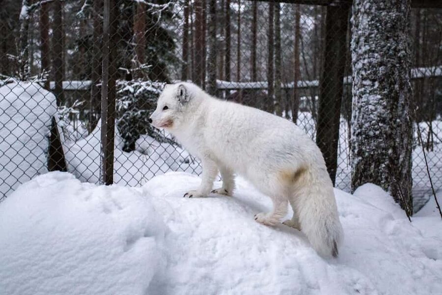 Rovaniemi: Ranua Zoo Wildlife Park Tour with hotel pickup - The polar bear moment