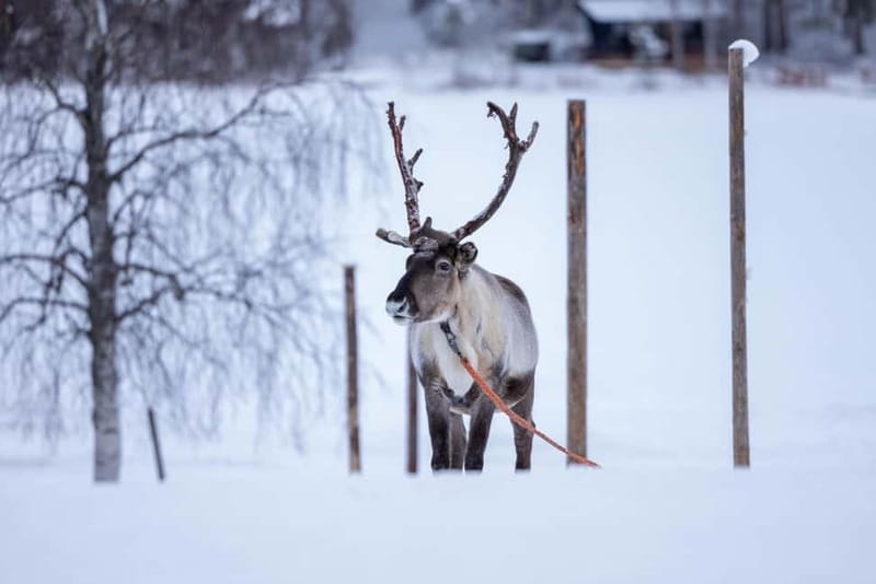 Rovaniemi: Reindeer Experience with Sleigh Ride - Key points to know before booking