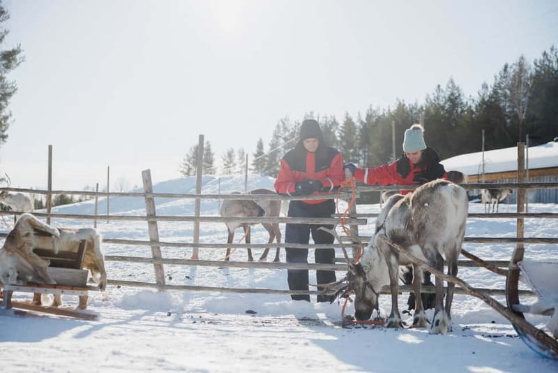 Rovaniemi: Reindeer Experience with Sleigh Ride - From Rovaniemi to Reindeer Manor
