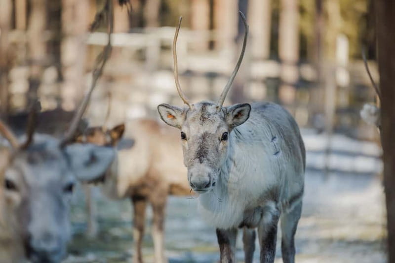 Rovaniemi: Reindeer Experience with Sleigh Ride - A short sleigh ride through the snow