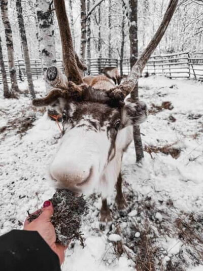 Reindeer Experience with Sleigh Ride