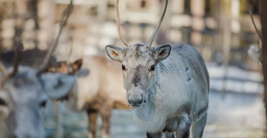 Rovaniemi: Reindeer Experience with Sleigh Ride - Feeding, antlers, and time with the herder