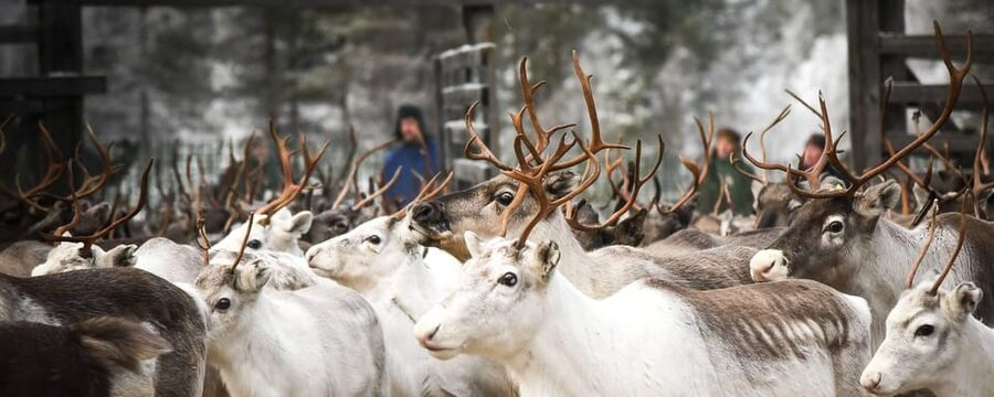 Rovaniemi: Reindeer Farm Visit and Sleigh Ride with transfer - Leaving Rovaniemi for the reindeer farm
