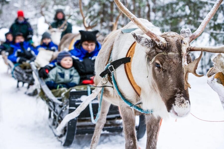Rovaniemi: Reindeer Farm Visit and Sleigh Ride with transfer - Feeding the reindeer up close