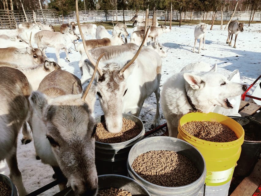 Rovaniemi: Reindeer Farm Visit and Sleigh Ride with transfer - The 400 to 500 meter sleigh ride