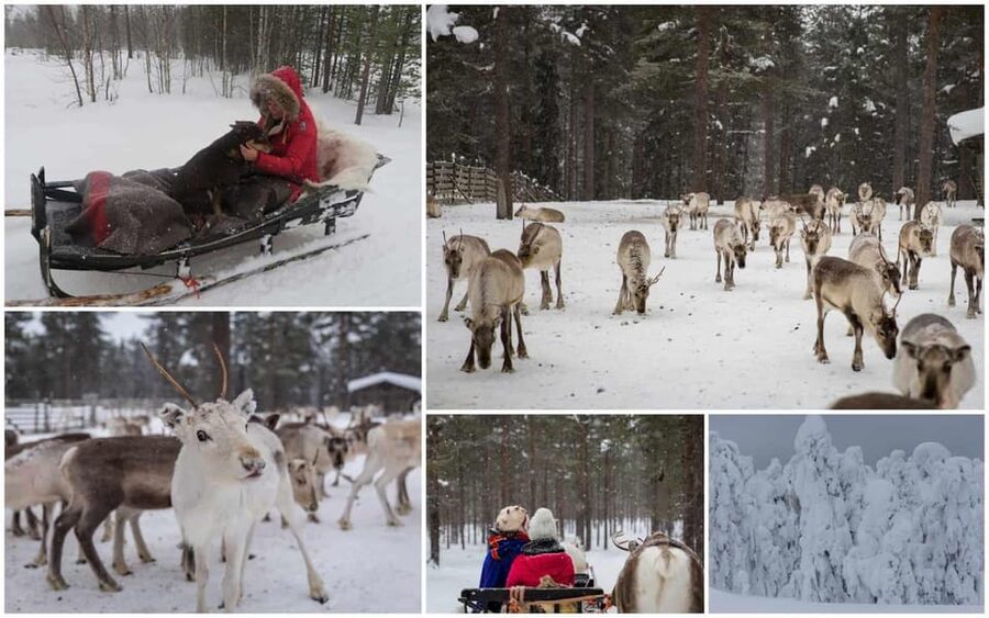 Rovaniemi: Reindeer Farm Visit and Sleigh Ride with transfer - A warm kota hut and Arctic stories