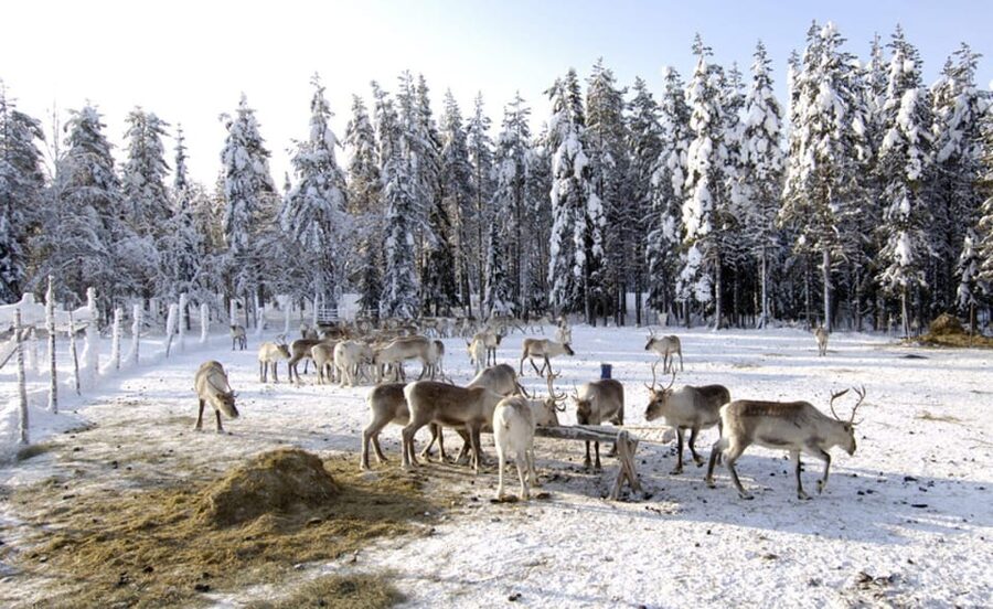 Rovaniemi: Reindeer Farm Visit and Sleigh Ride with transfer - What the $117 price really buys