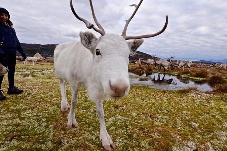 Rovaniemi: Reindeer Farm Visit in the Summer - Seven useful questions to ask before you go