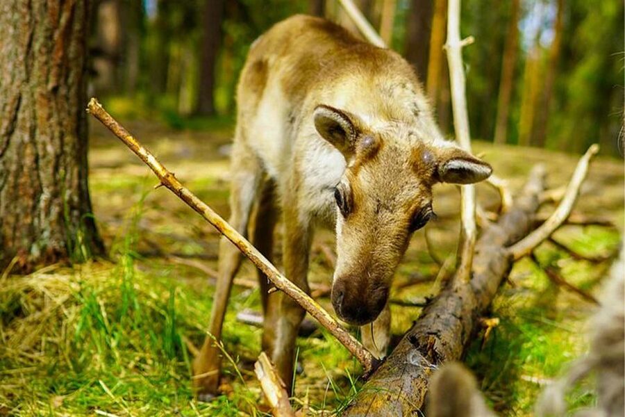 Rovaniemi: Reindeer Farm Visit in the Summer - Why a summer reindeer visit is worth your time