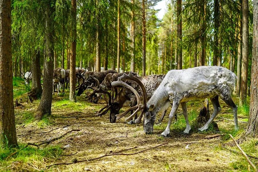 Rovaniemi: Reindeer Farm Visit in the Summer - Feeding the semi-domesticated reindeer