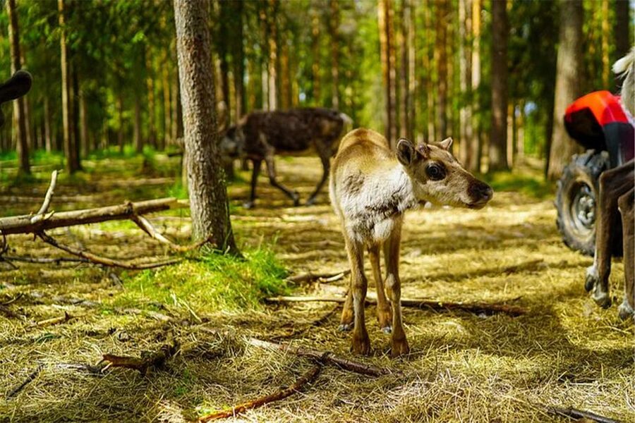 Rovaniemi: Reindeer Farm Visit in the Summer - The biggest practical risk is cancellation