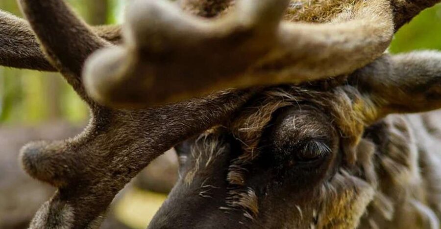 Rovaniemi: Reindeer Farm Visit in the Summer - Who will enjoy this farm visit most