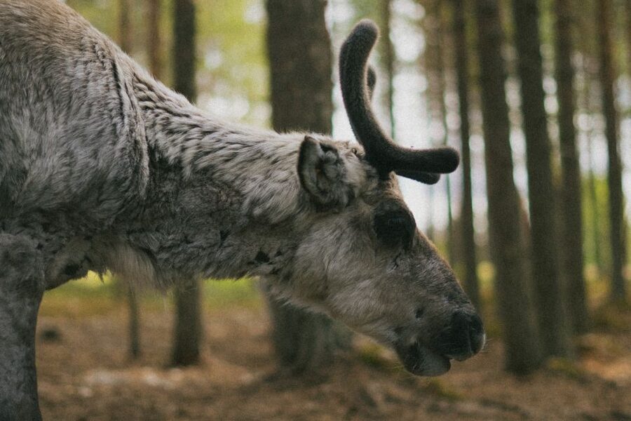 Rovaniemi: Reindeer Farm Visit with Photographer - Key points before you book
