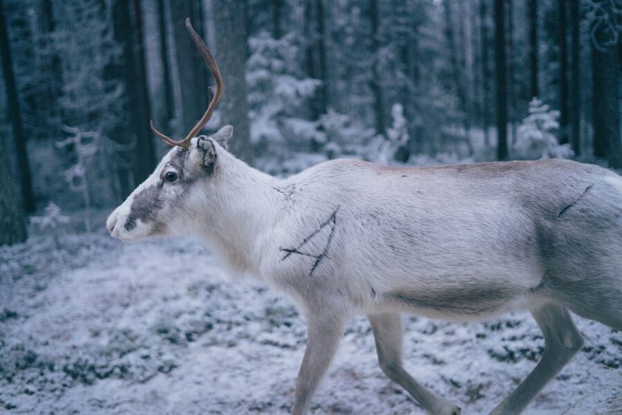 Rovaniemi: Reindeer Farm Visit with Photographer - What the photographer adds