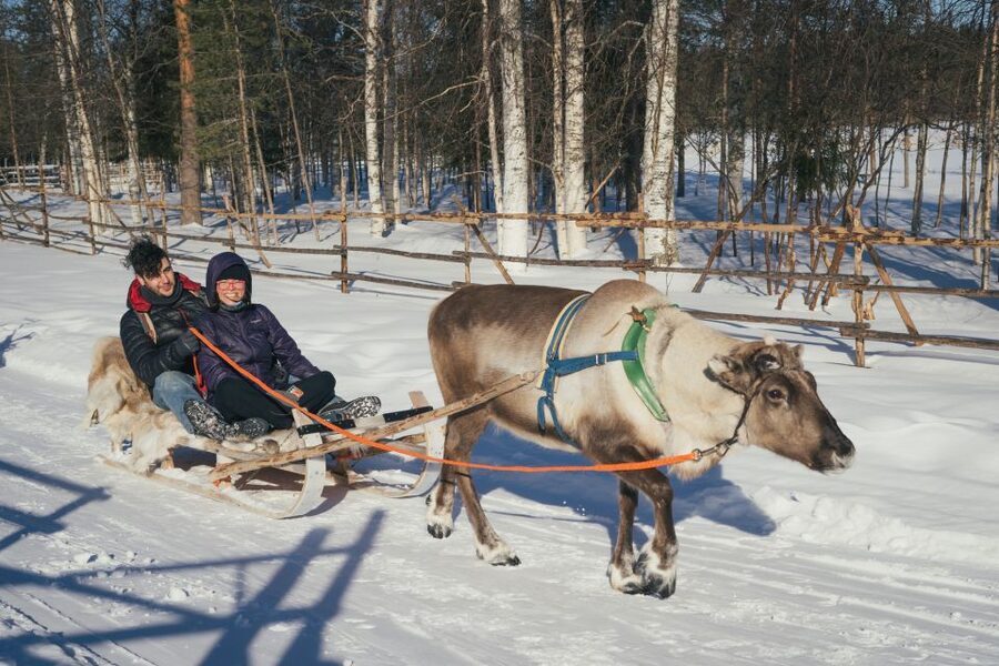 Rovaniemi: Reindeer Farm Visit with Photographer - How personal is the small group?