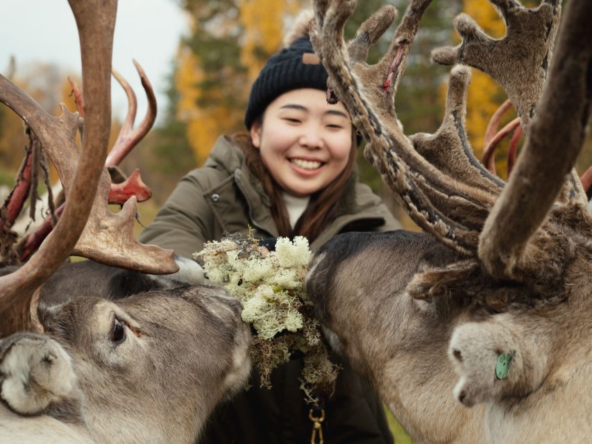 Rovaniemi: Reindeer Farm Visit with Photographer - Is $139 a good value?