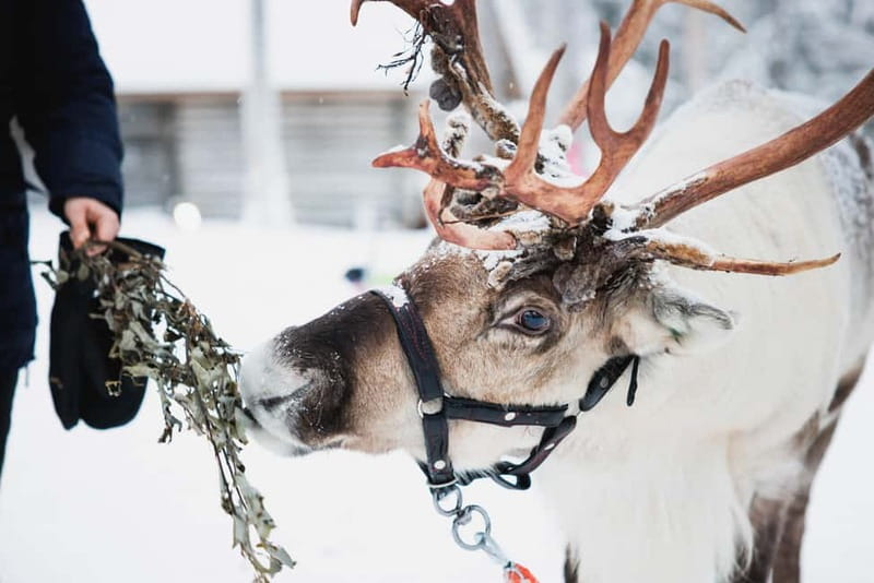 Rovaniemi: Reindeer, Huskies & Santa Claus Village - Key points to know before booking