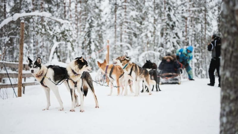 Rovaniemi: Reindeer, Huskies & Santa Claus Village - A warm Lappish lunch beside the animal farm
