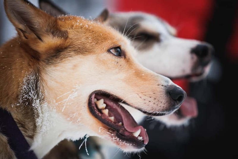 Rovaniemi: Reindeer, Huskies & Santa Claus Village - How the pacing and group size feel