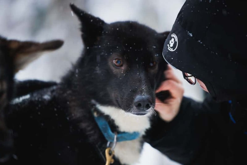 Rovaniemi: Reindeer, Huskies & Santa Claus Village - Who will get the most from this experience