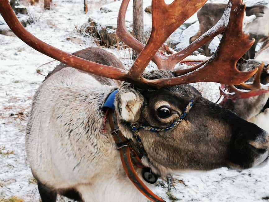 Rovaniemi: Reindeer, Huskies, Santa's Pets & Aurora Hunt - Key points at a glance