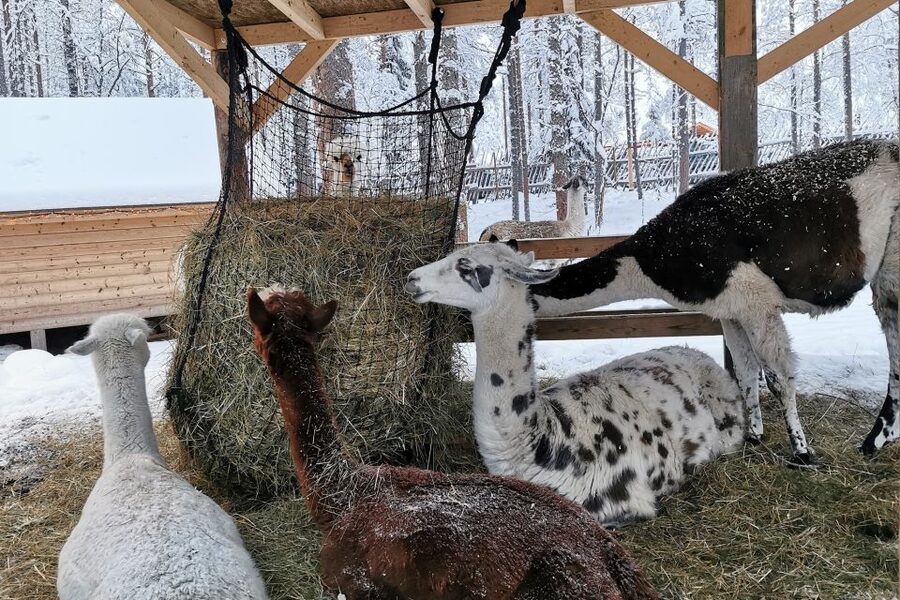 Rovaniemi: Reindeer, Huskies, Santa's Pets & Aurora Hunt - Who should book this experience?