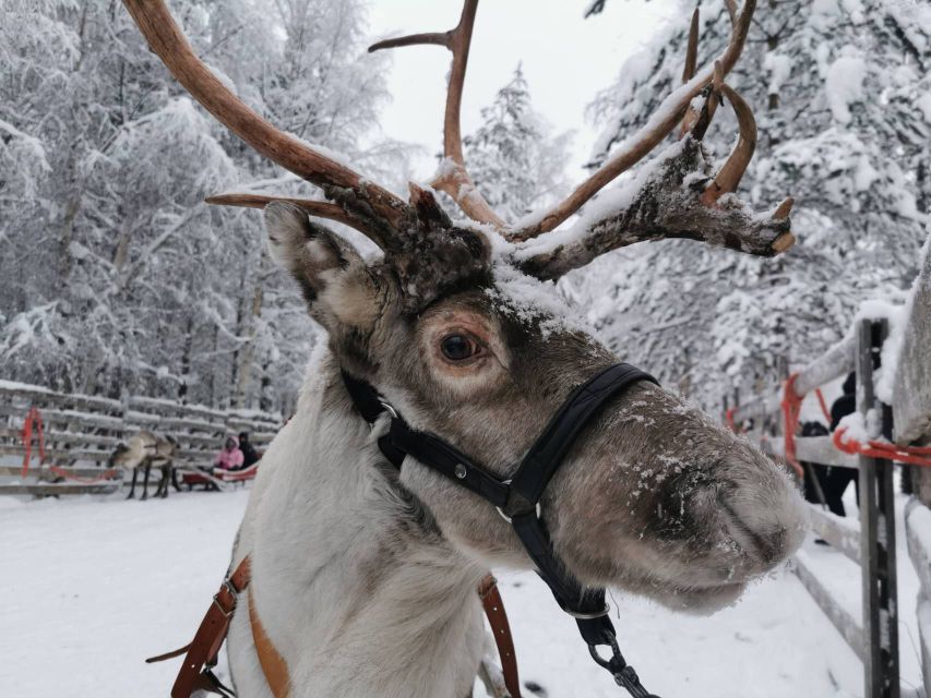 Rovaniemi: Reindeer, Huskies, Santa's Pets & Aurora Hunt - One day, two very different Lapland outings