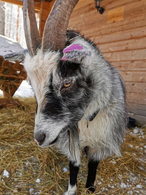 Rovaniemi: Reindeer, Huskies, Santa's Pets & Aurora Hunt - Santa Claus Village and the Arctic Circle photo stop