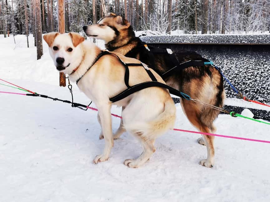 Rovaniemi: Reindeer, Huskies, Santa's Pets & Aurora Hunt - Huskies and the 500-meter burst of speed