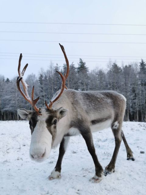 Rovaniemi: Reindeer, Huskies, Santa's Pets & Aurora Hunt - The long break between morning and aurora hunting