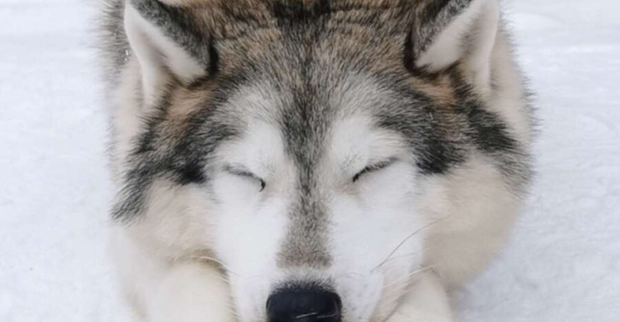 Rovaniemi: Reindeer, Huskies, Santa's Pets & Aurora Hunt - Is $271 a fair price?